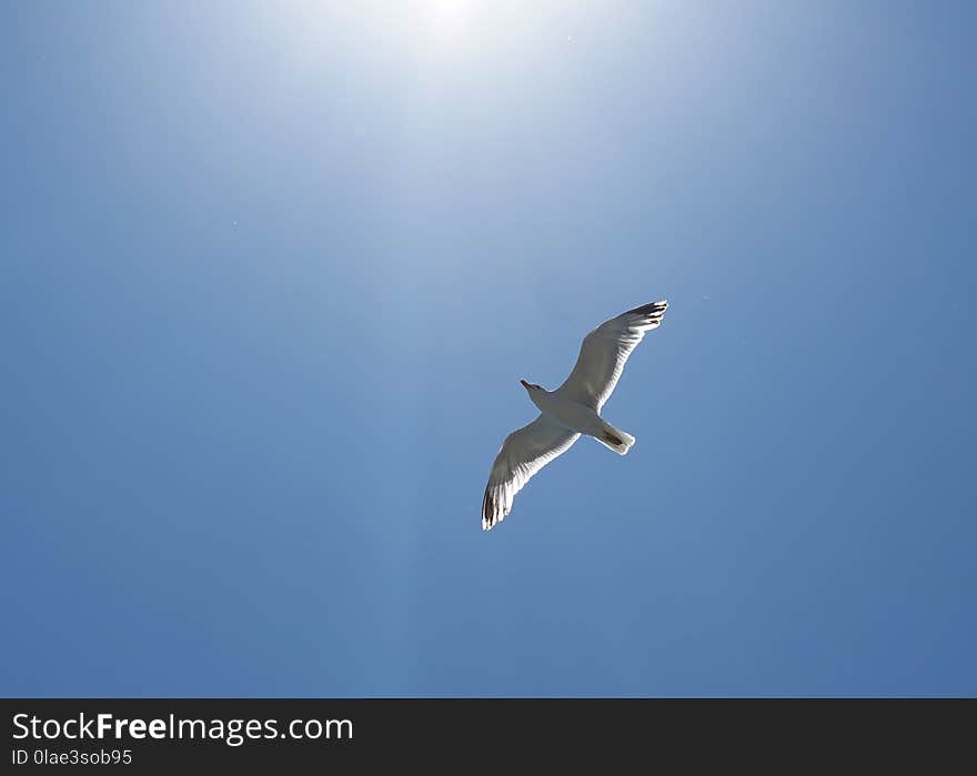 Sky, Bird, Fauna, Daytime