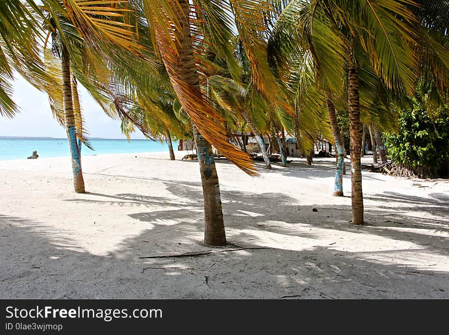 Palm Tree, Arecales, Tree, Beach