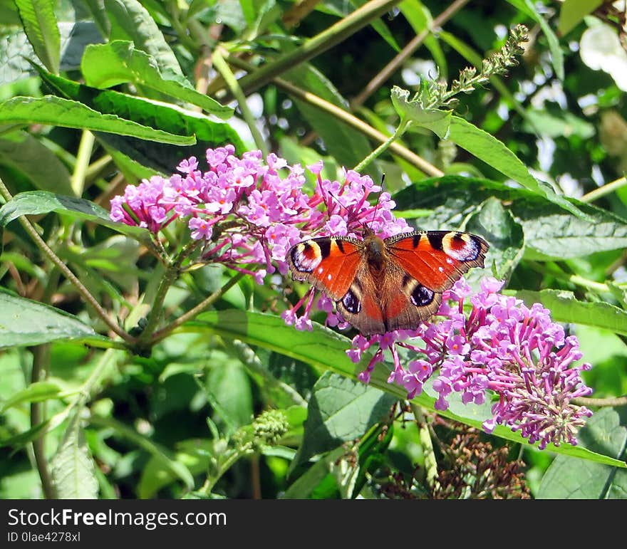 Butterfly, Moths And Butterflies, Insect, Brush Footed Butterfly