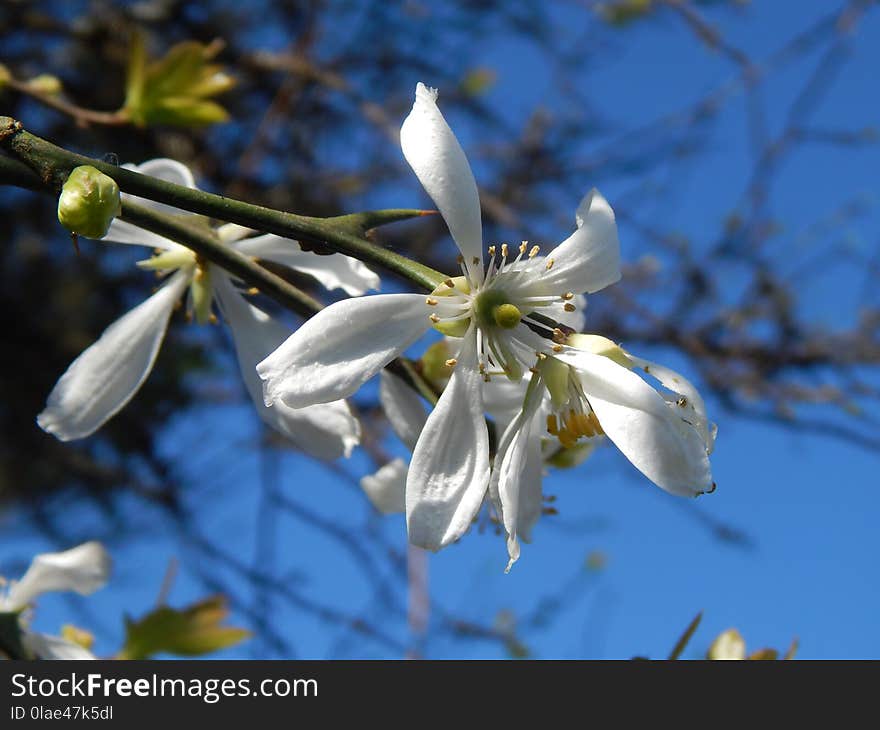 Flora, Flower, Plant, Spring