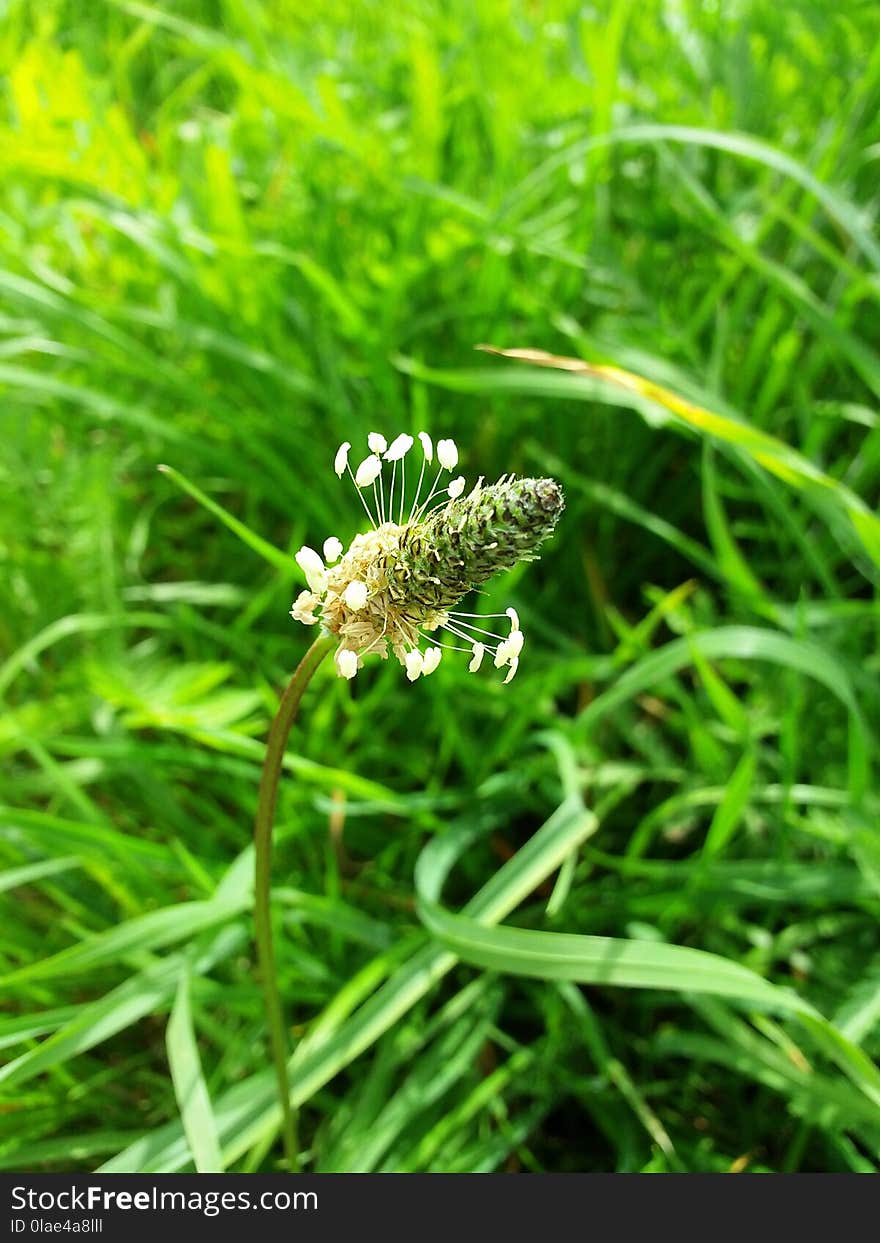 Grass, Grass Family, Plant, Insect