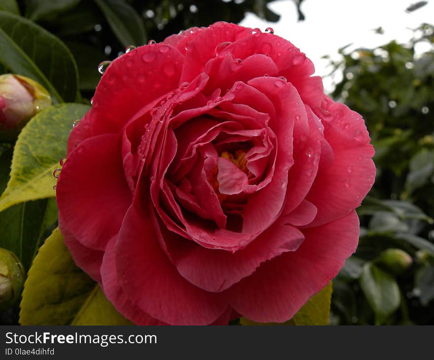 Flower, Plant, Pink, Rose