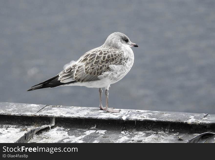 Bird, Gull, Seabird, European Herring Gull