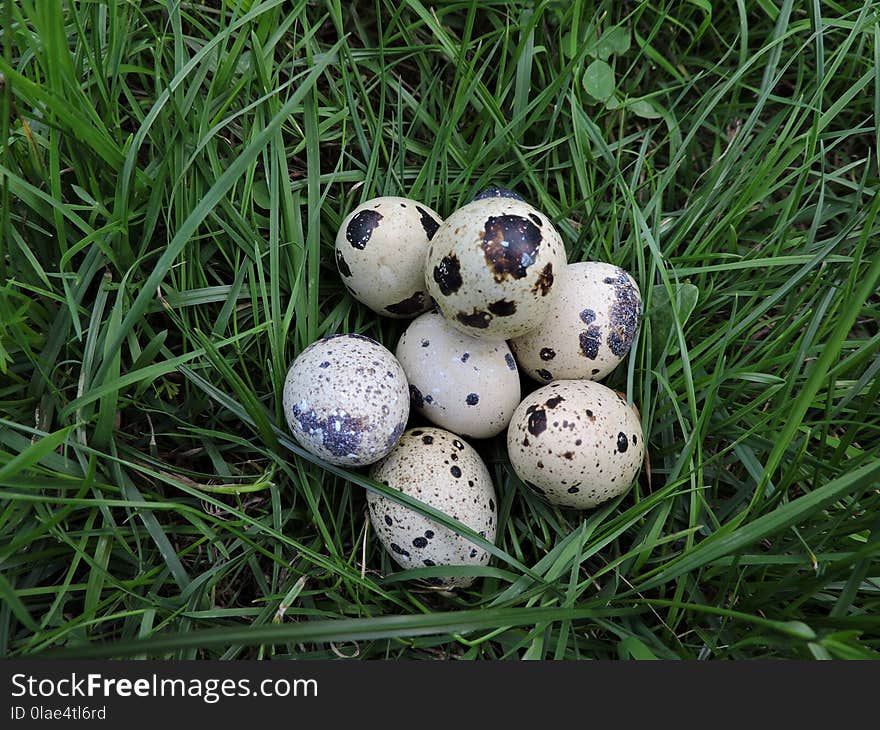 Football, Grass, Egg, Ball