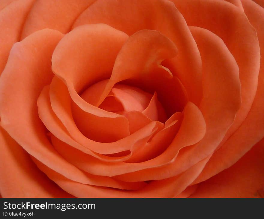 Rose, Orange, Pink, Flower