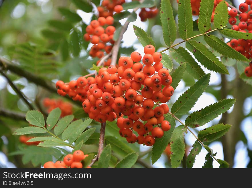 Rowan, Fruit, Sorbus, Berry