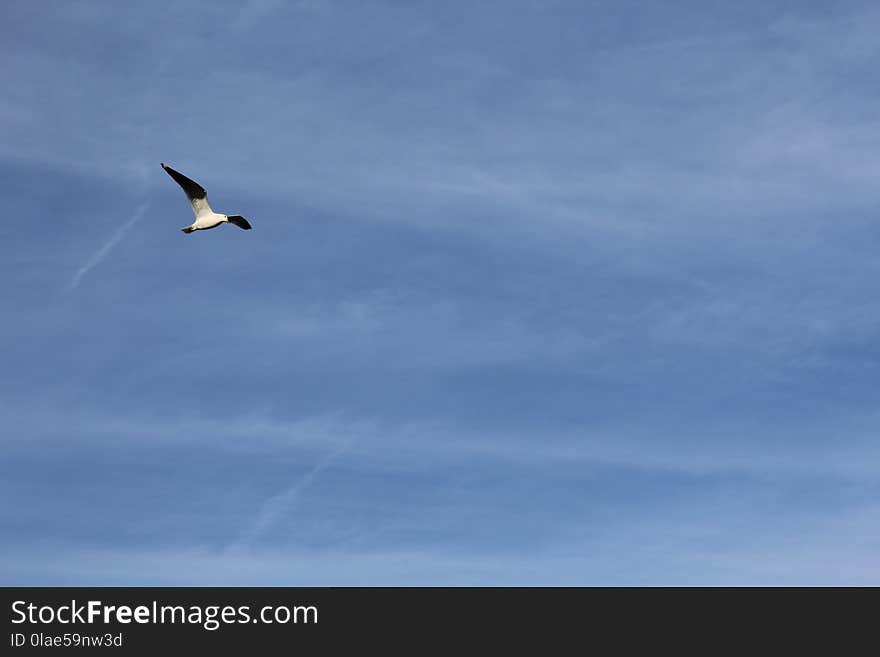 Sky, Flight, Bird, Daytime