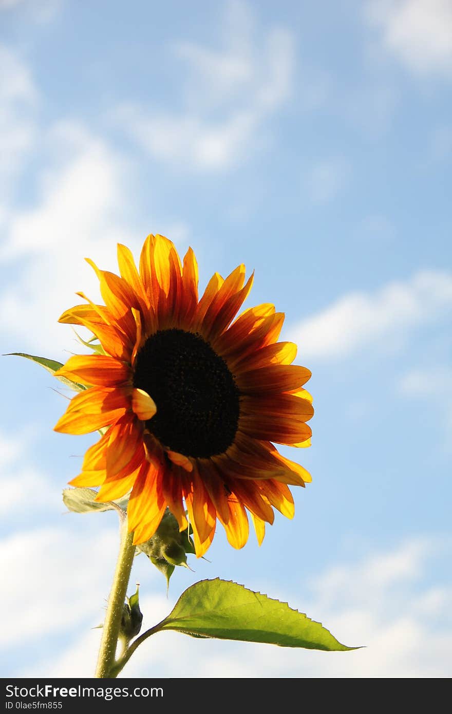 Flower, Sunflower, Flowering Plant, Sky