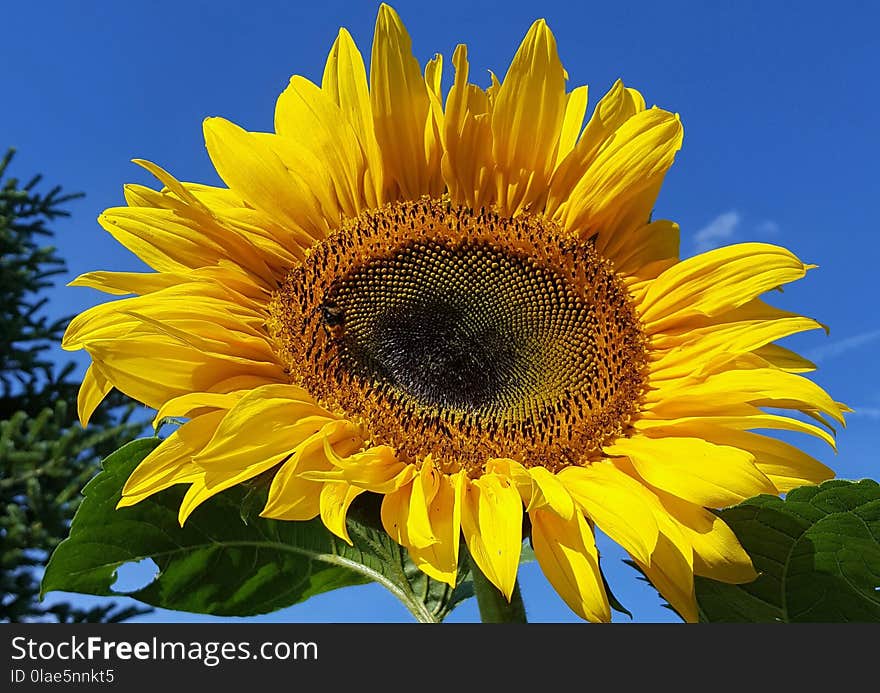 Sunflower, Flower, Yellow, Sunflower Seed