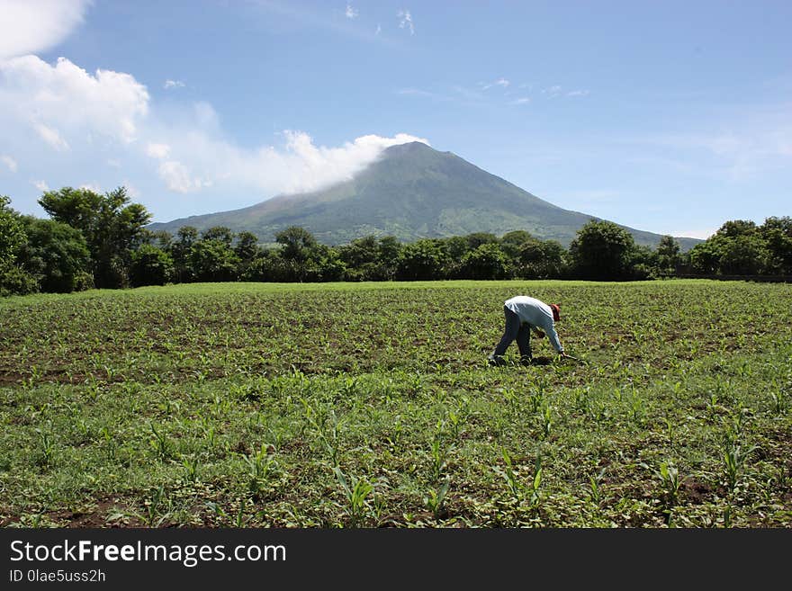 Field, Agriculture, Crop, Grassland