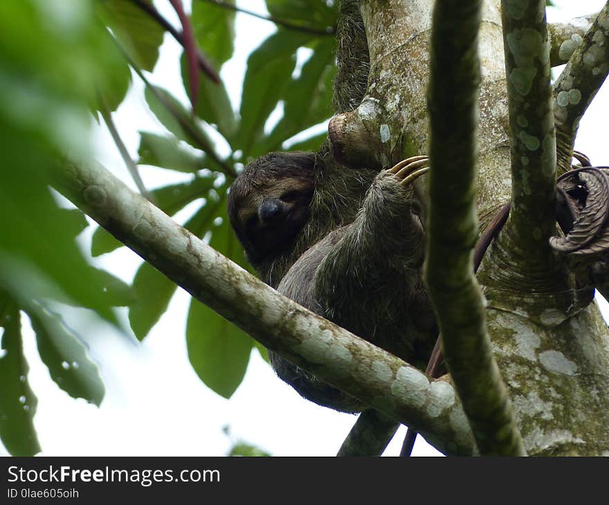 Fauna, Three Toed Sloth, Mammal, Flora