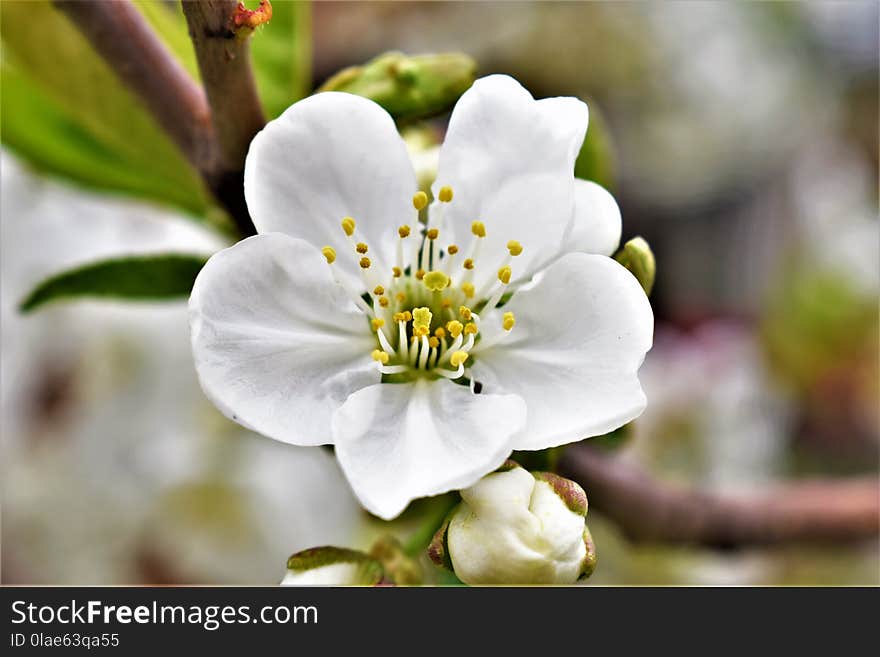 Blossom, Flower, Spring, Flora