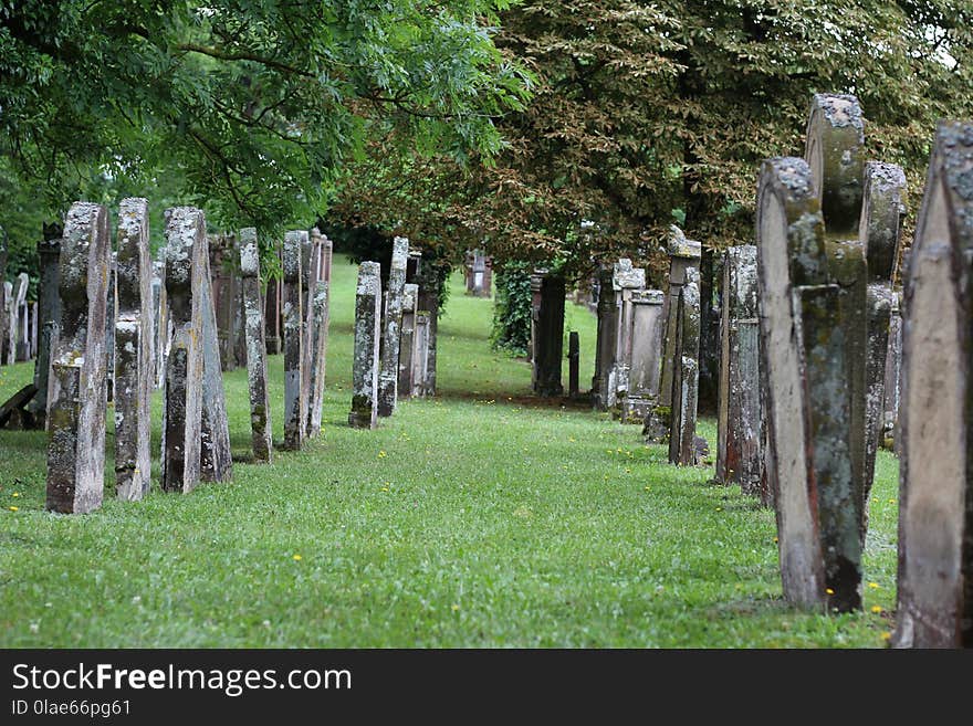 Tree, Grass, Cemetery, Outdoor Structure