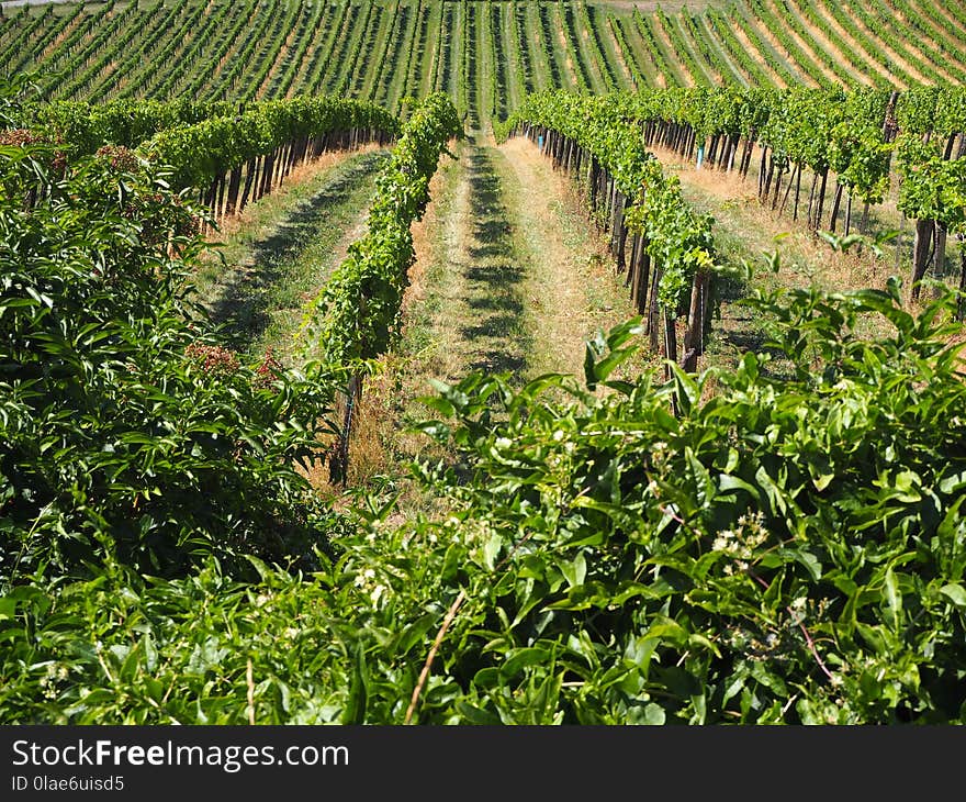 Agriculture, Vegetation, Crop, Field