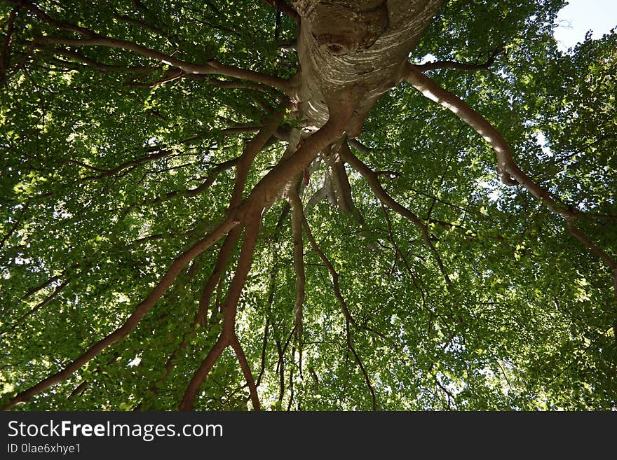 Tree, Vegetation, Ecosystem, Branch