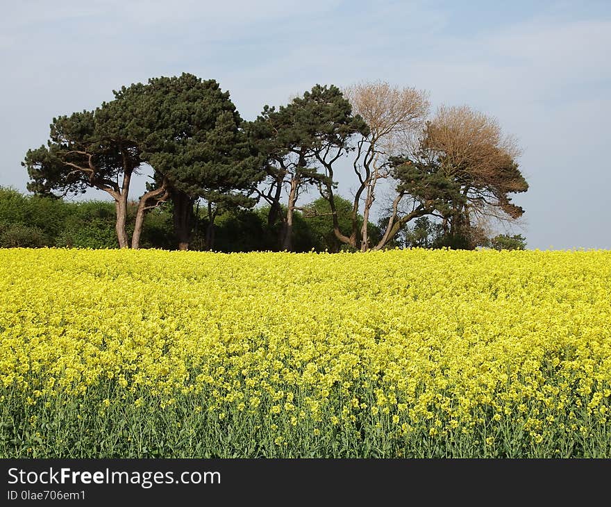 Rapeseed, Field, Yellow, Mustard Plant