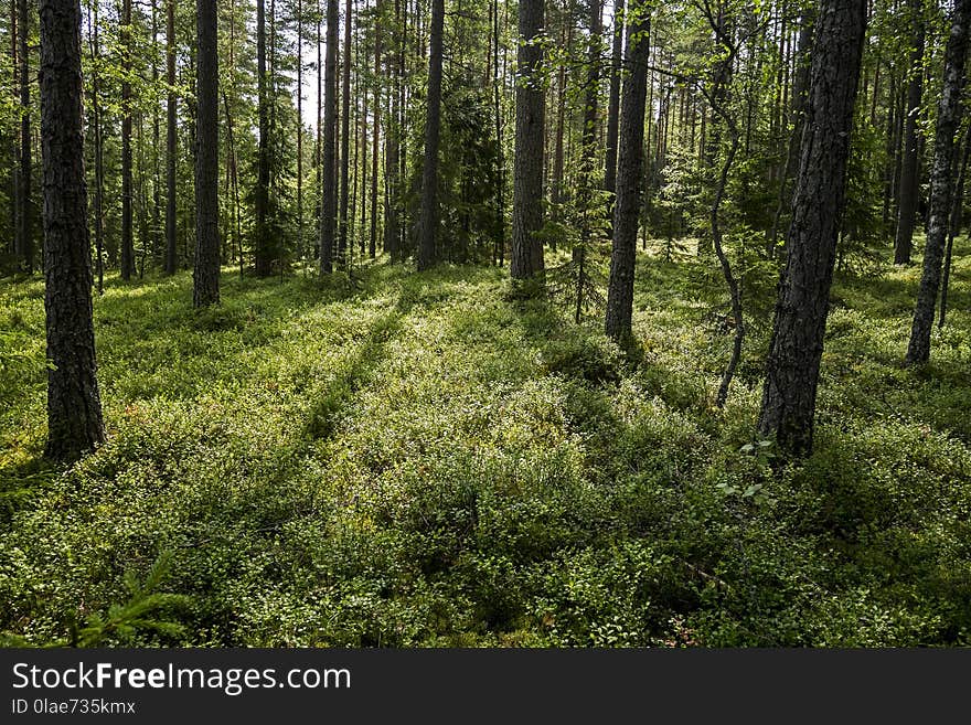 Vegetation, Ecosystem, Spruce Fir Forest, Forest