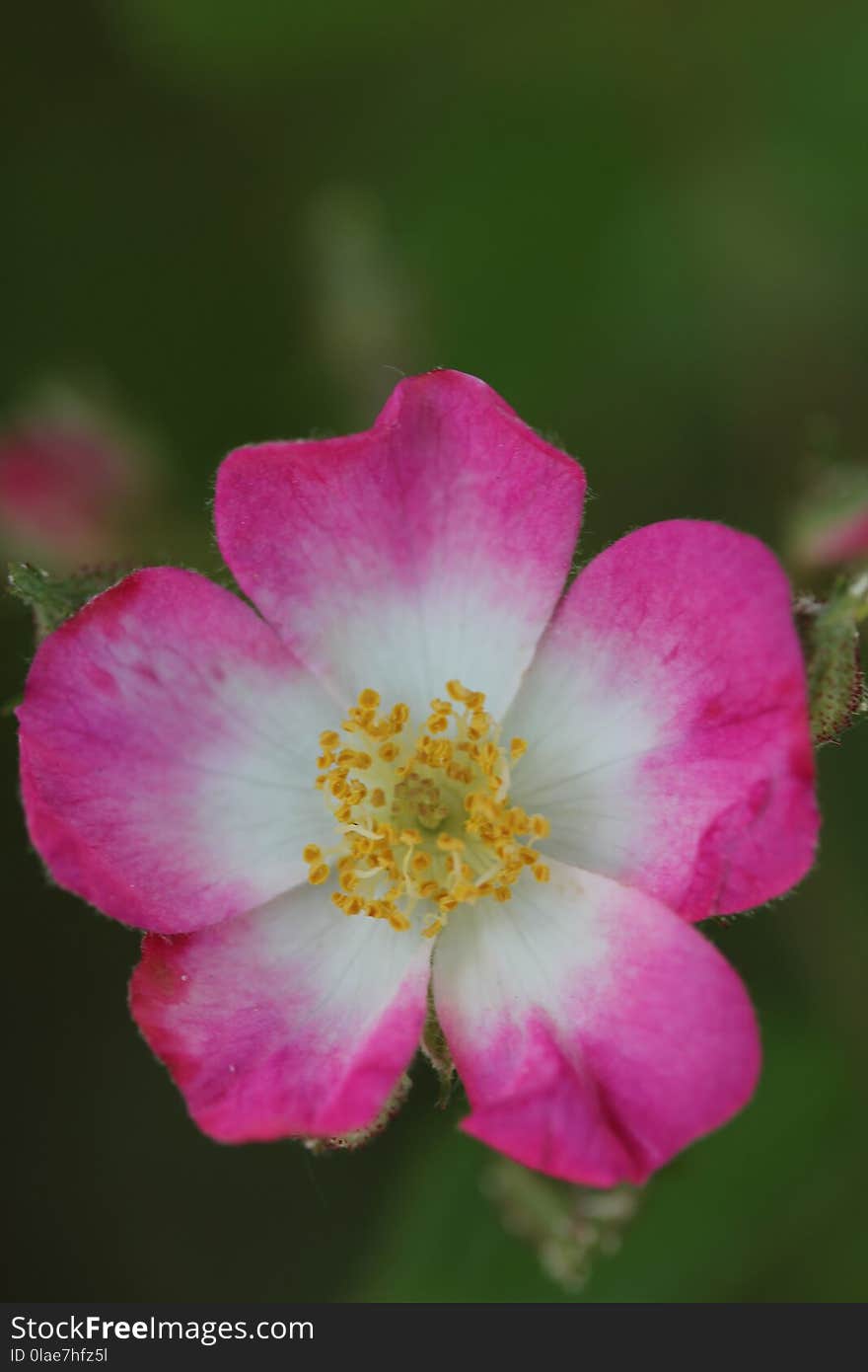 Flower, Rose Family, Pink, Rosa Canina