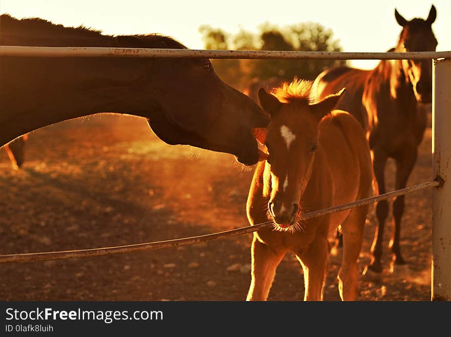 Family of brown horses grazing in a paddock. A mother licks a foal`s face. The father looks at them. Summer sunset