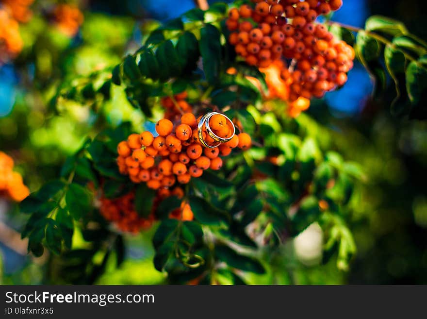 Wedding rings on rowanberry