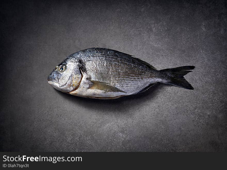 Dorada fish, sea bream, gilt-head sea bream raw and fresh on a grey stone background, top view. Seafood, fish