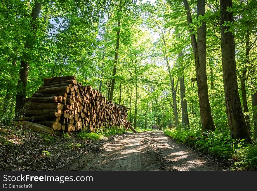 Sunny green forest in the summer