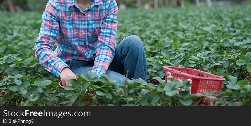 Farmer picking ripe strawberrie