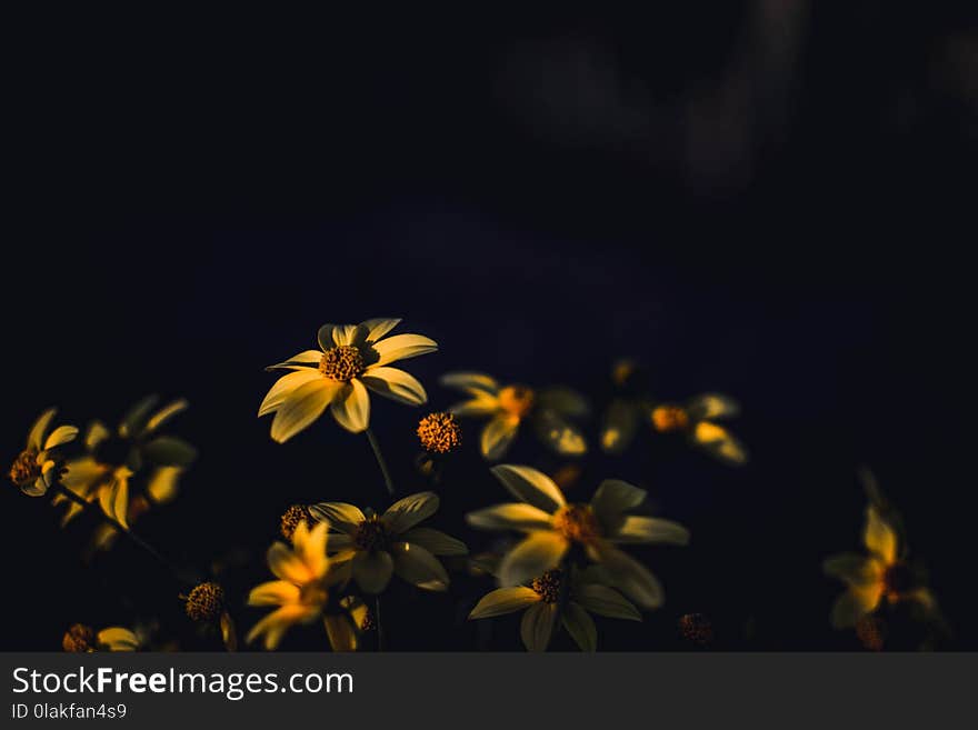 Selective Focus Photography of Yellow Daisy Flowers