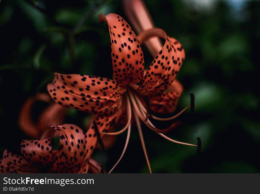 Close-Up Photography of Flower