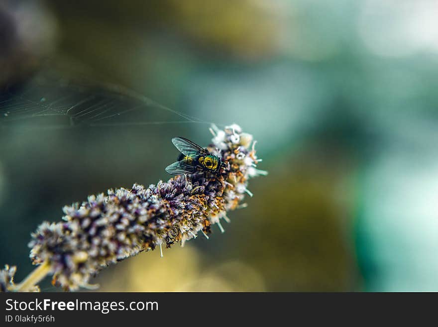 Focus Photography of Fly on Flower