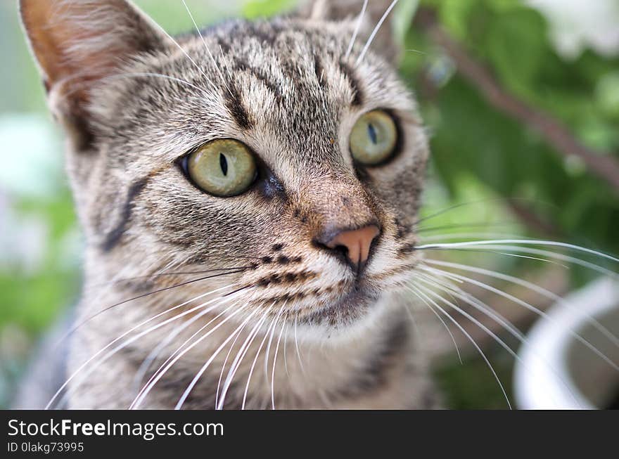 Tilt Shift Photography of Brown Tabby Cat