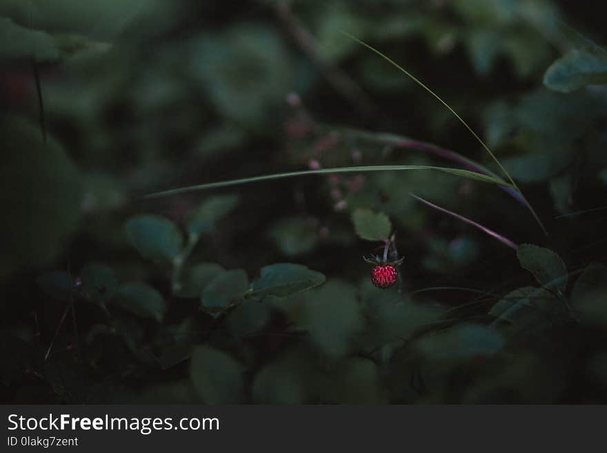 Close-Up Photography of Plants