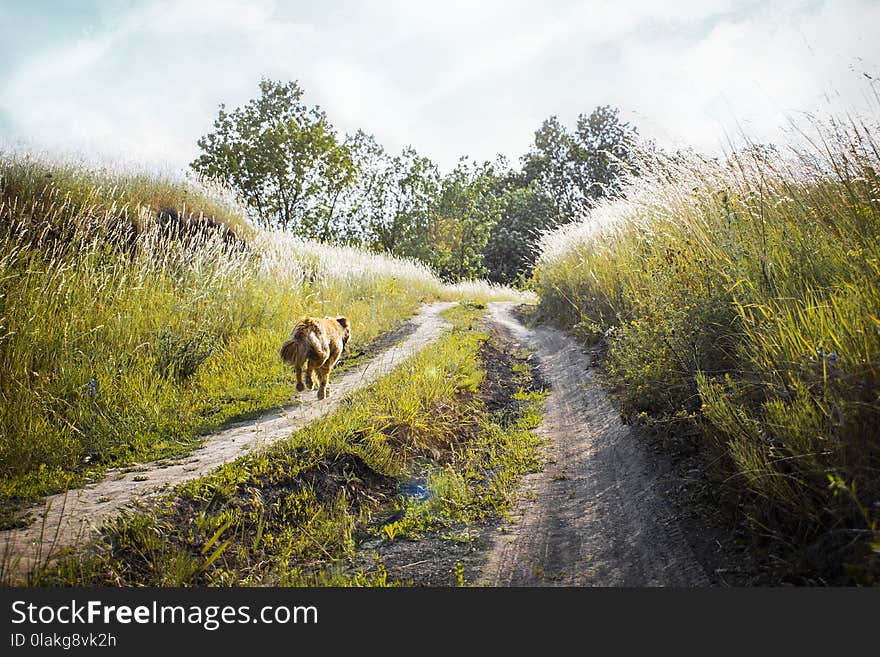 Medium-coated Tan Dog Running on Dirt Road Between Green Grass Near Trees