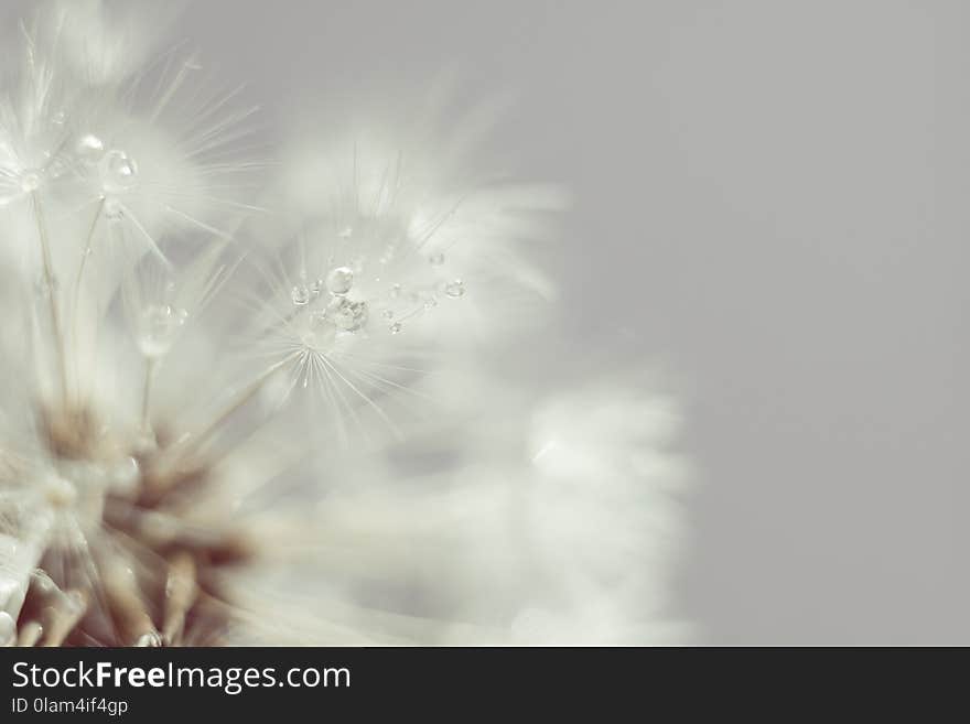 White Dandelion With Water Drops Retro