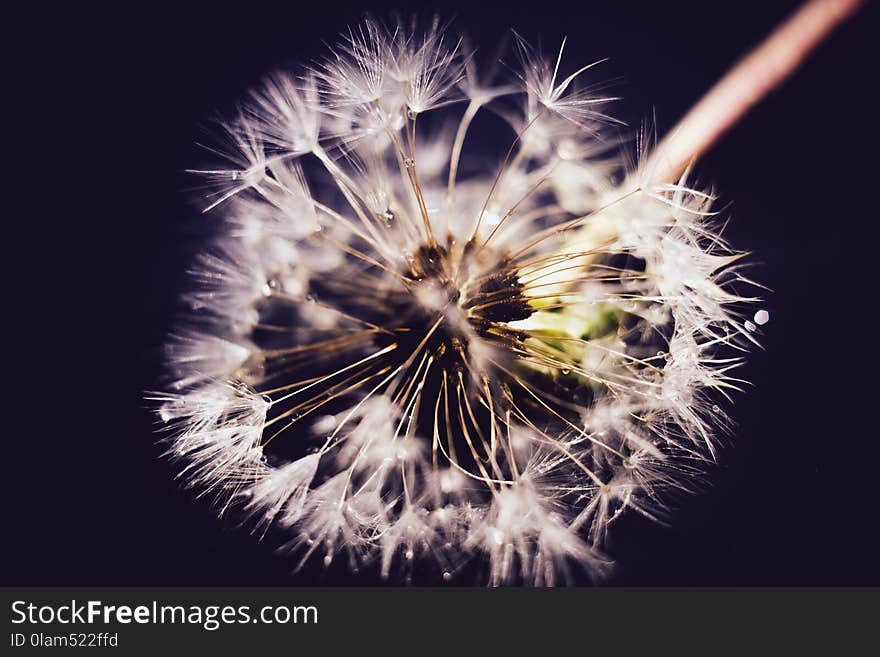 White Dandelion With Water Drops Retro