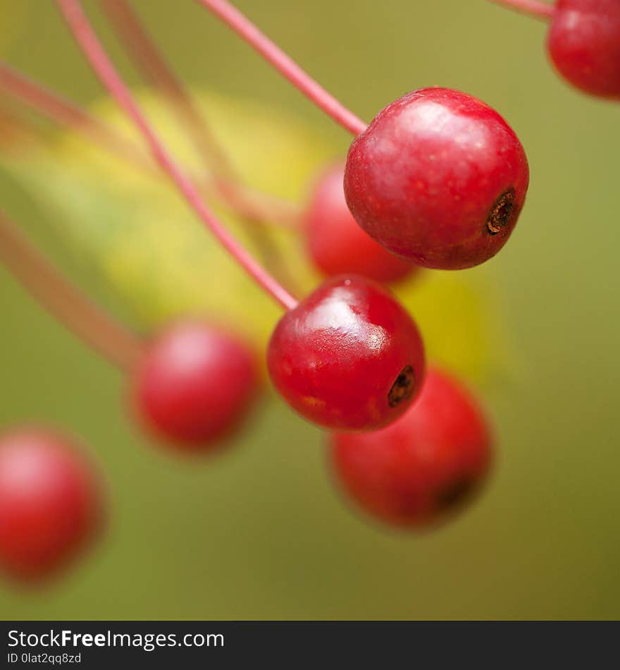 Red Autumn Ripe Berries On A Branch