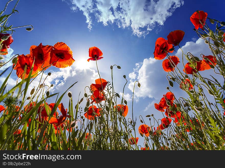 Low Angle View Of Wonderful Bright Fully Blooming Red Poppies An