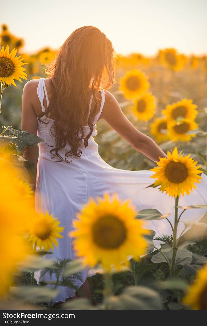 Beautiful woman with long hair in a field of sunflowers in the s