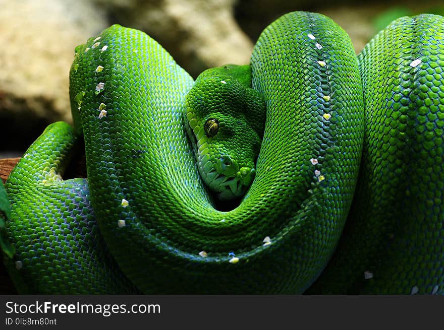 Green tree python animals reptiles theme