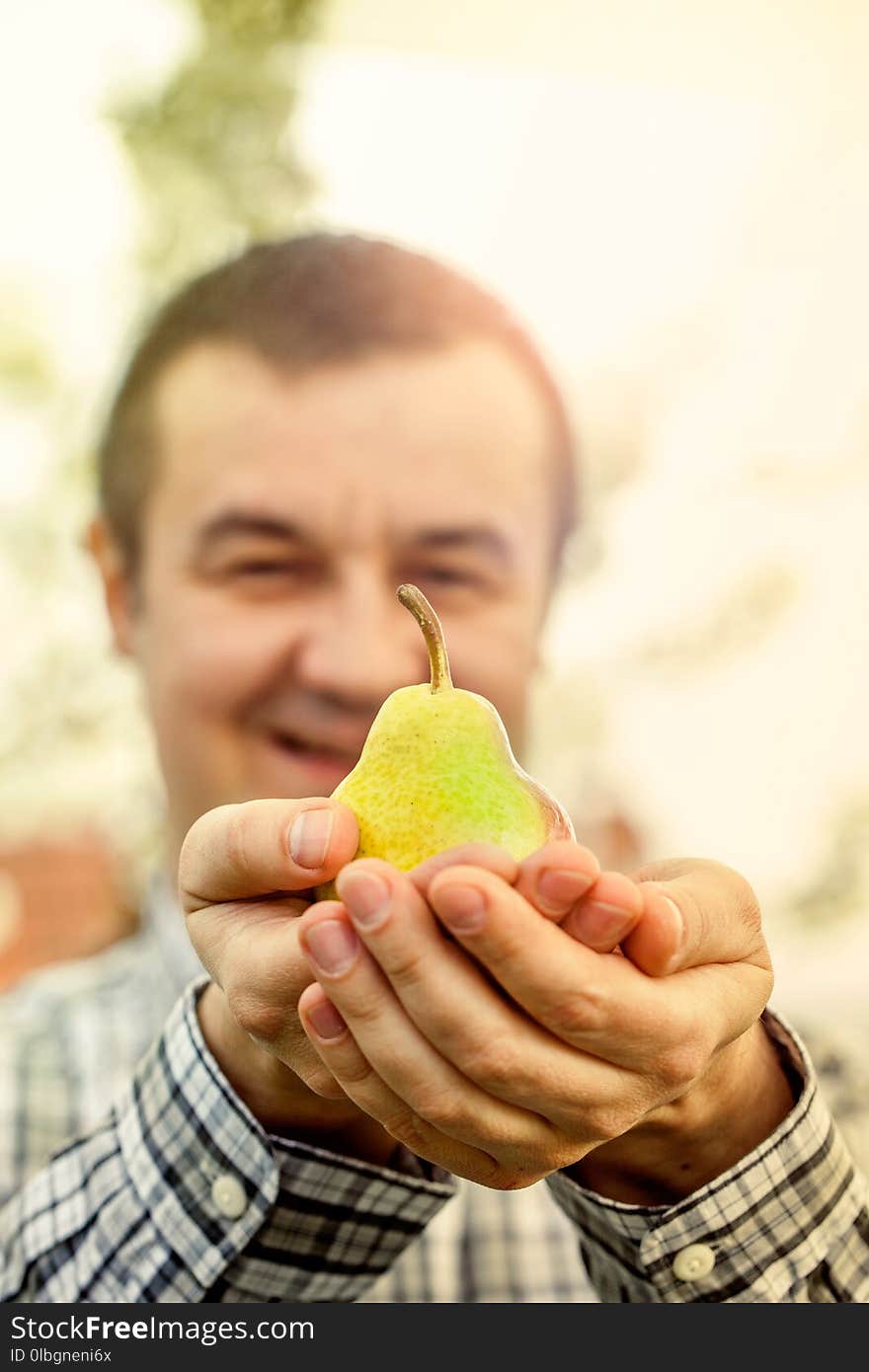 Organic fruit. Healthy food. Fresh pear in farmers hands. Organic fruit. Healthy food. Fresh pear in farmers hands