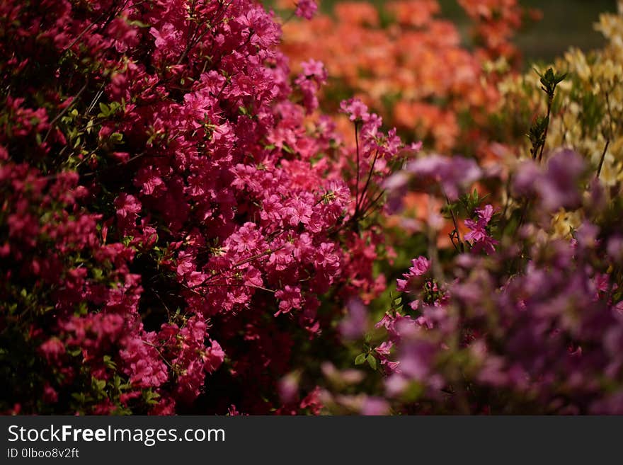 Photo of a bright flower close-up with a blurry background