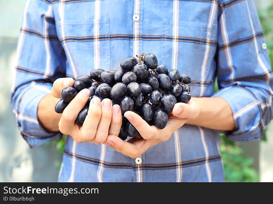 Farmers hands with bunch of grapes, outdoor