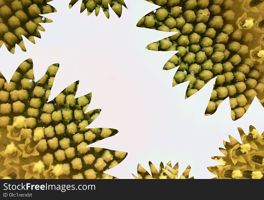 Abstract and vibrant sunflower background