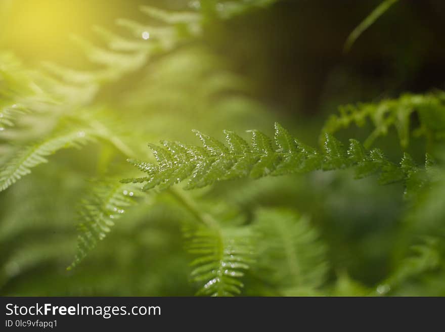 Fern in the sun, greenery background in sunlight.