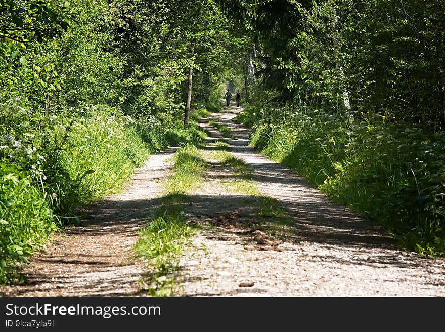 Path, Vegetation, Nature Reserve, Ecosystem