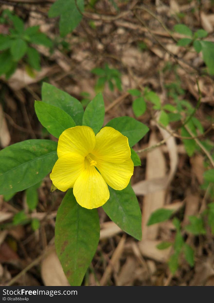 Flora, Flower, Plant, Yellow