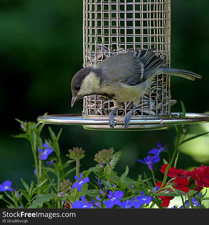 Bird, Fauna, Beak, Bird Feeder