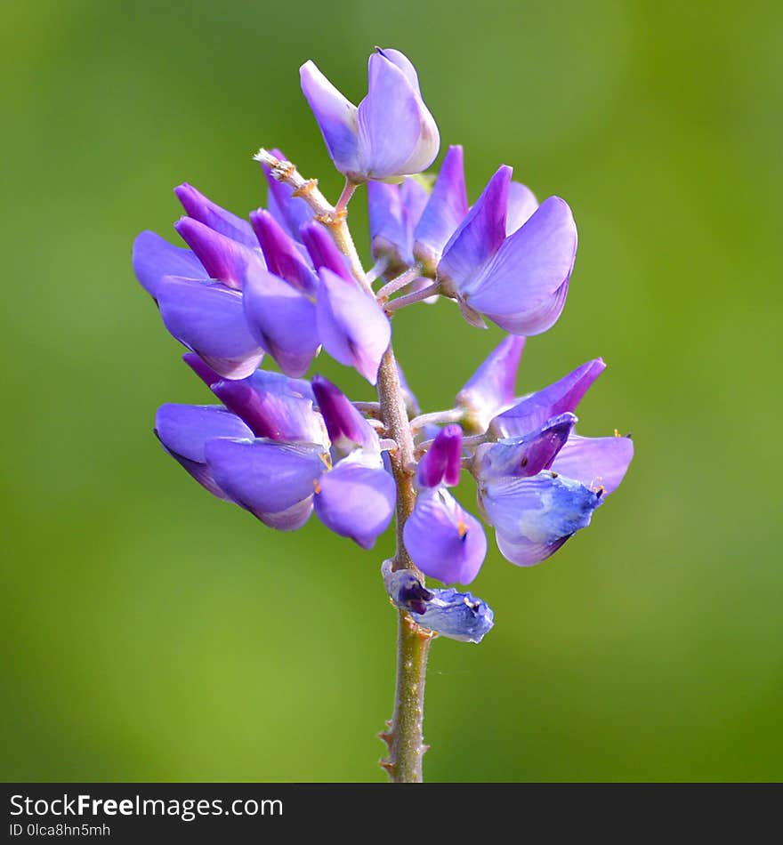 Flower, Flora, Plant, Wildflower