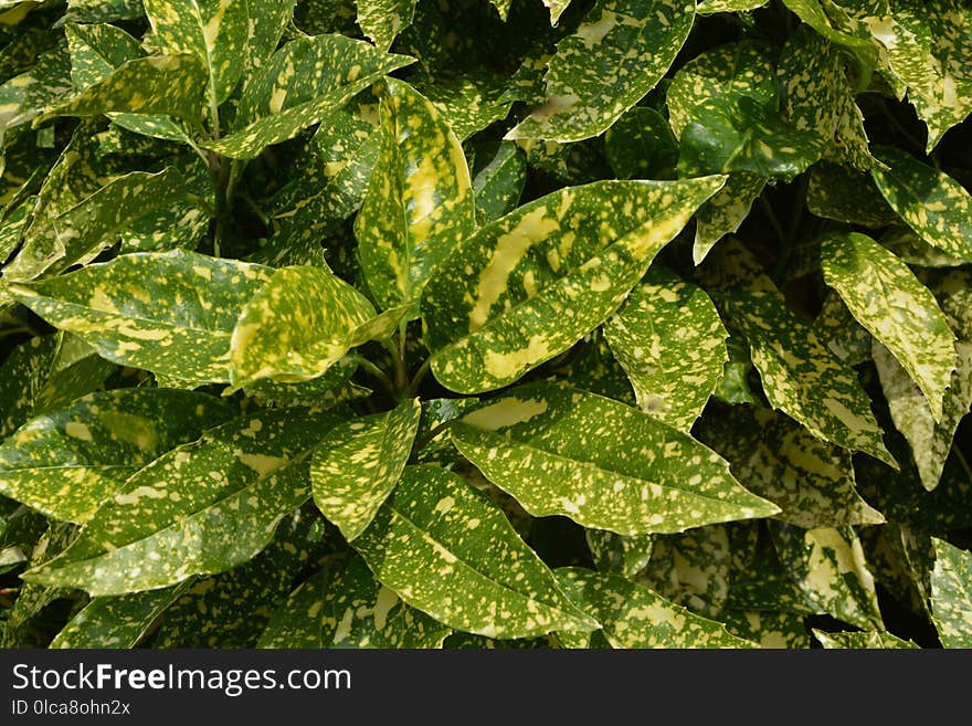 Plant, Leaf, Evergreen, Herb