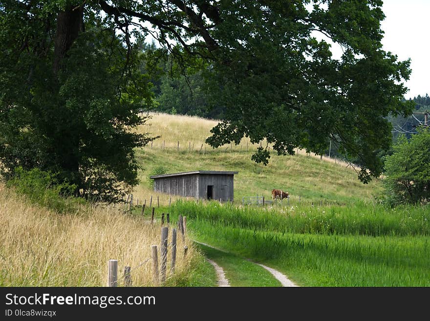 Nature Reserve, Pasture, Path, Grassland